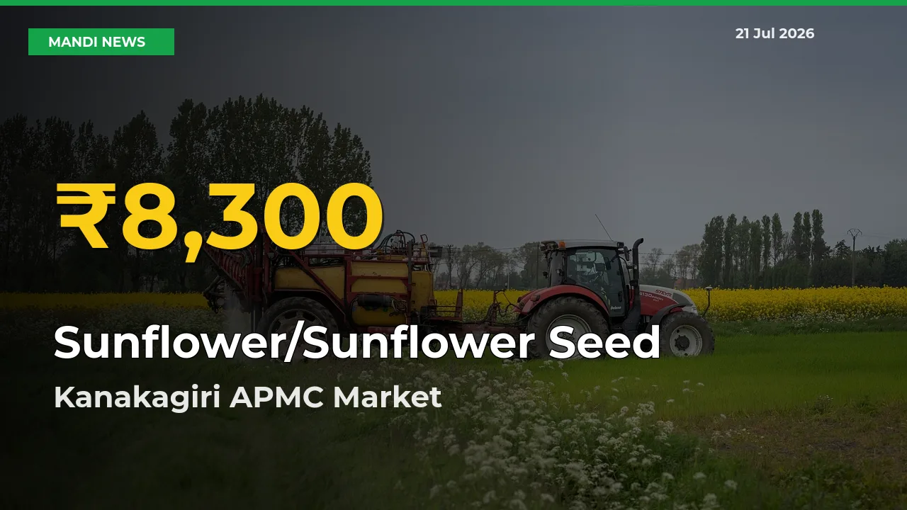 Sunflower/Sunflower Seed Prices Soar to Record High in Kanakagiri APMC – Farmers Alert Today
