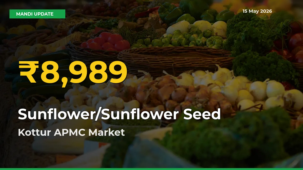 Sunflower/Sunflower Seed Price Rally Continues – Kottur APMC Hits Fresh High Today