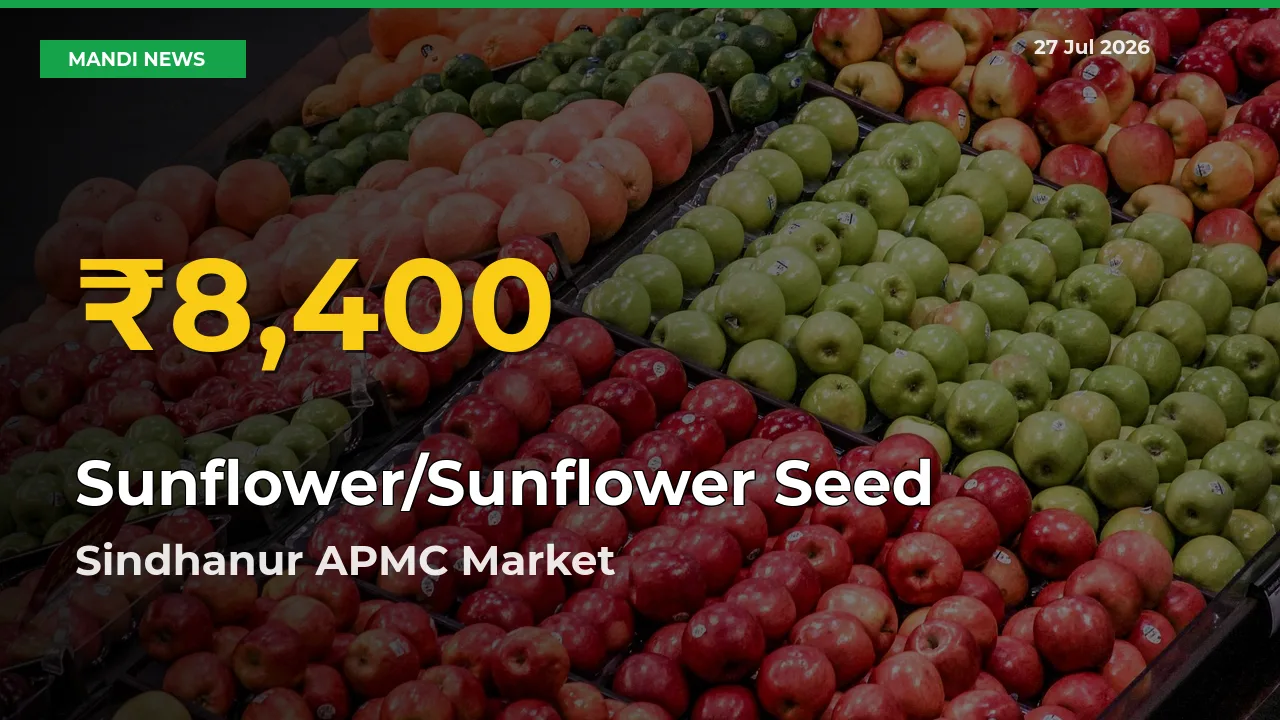 Sunflower/Sunflower Seed Price Hits New High in Sindhanur APMC, Raichur, Karnataka Today – Check Latest Mandi Rates