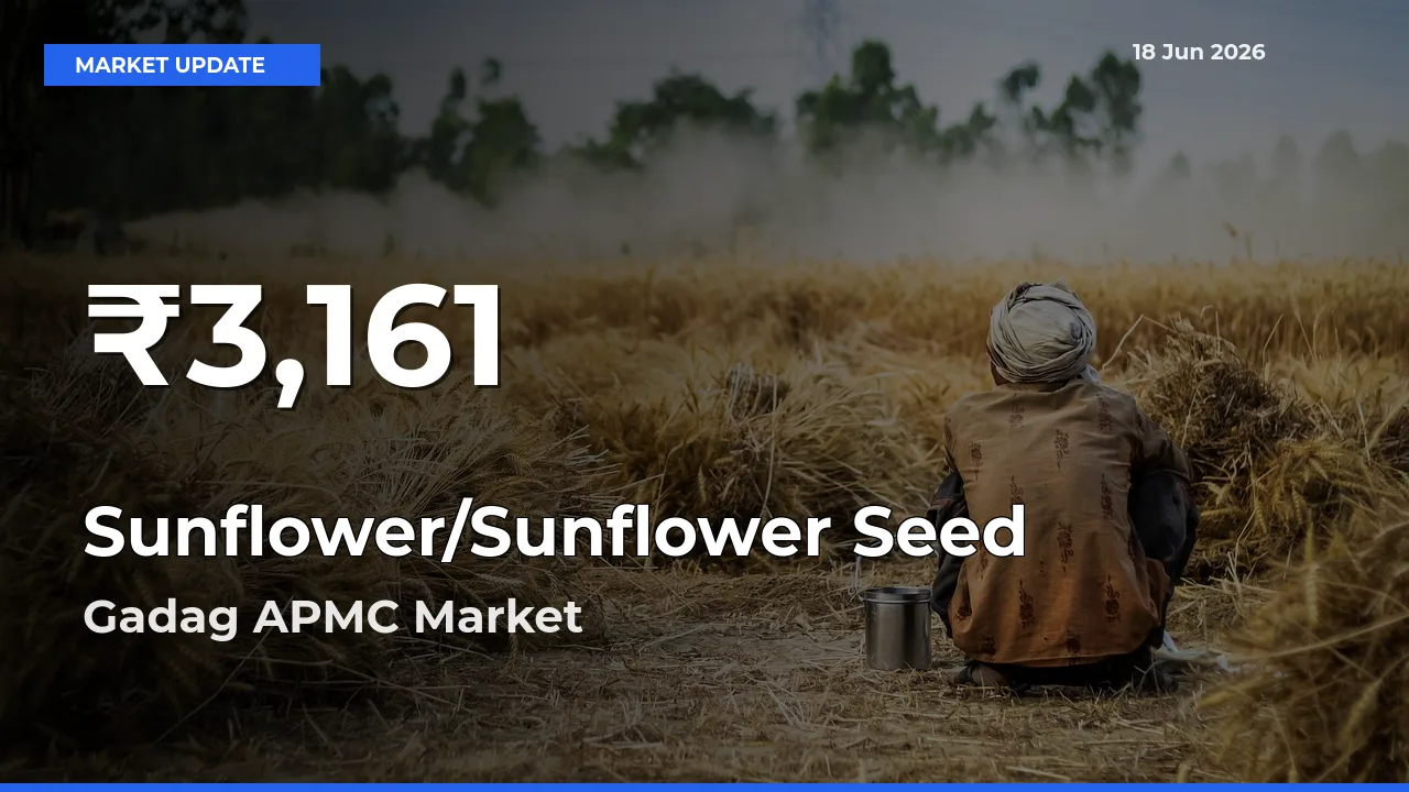 Sunflower/Sunflower Seed Mandi Rate Today: 30-Day Low Recorded in Gadag APMC