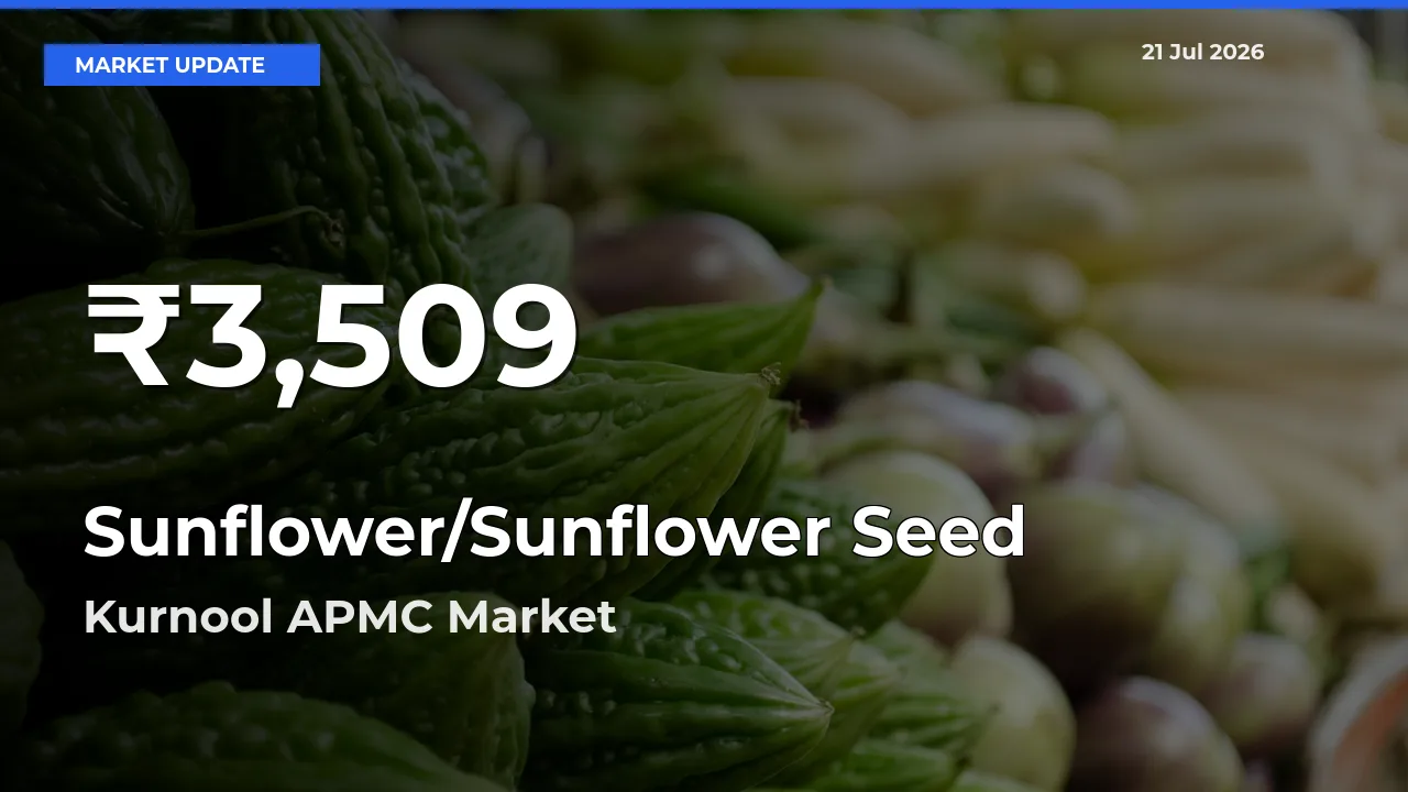 Sunflower/Sunflower Seed Mandi Rate Today: 30-Day Low Recorded in Kurnool APMC
