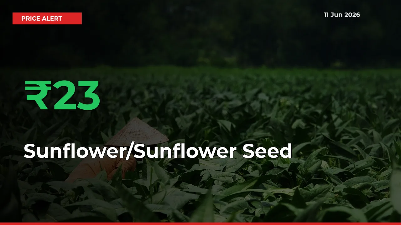 Sunflower/Sunflower Seed Rises 23.08% at Mandis