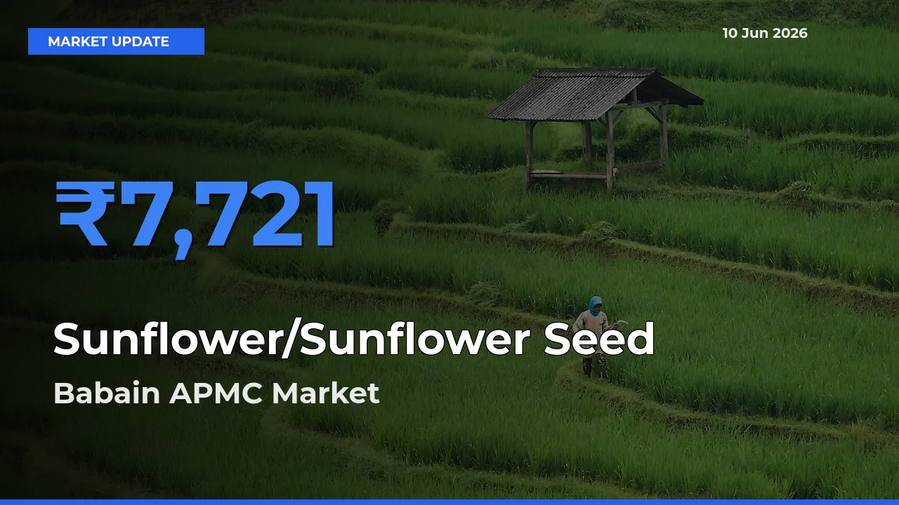 Babain APMC Leads as Top Mandi for Sunflower/Sunflower Seed Prices
