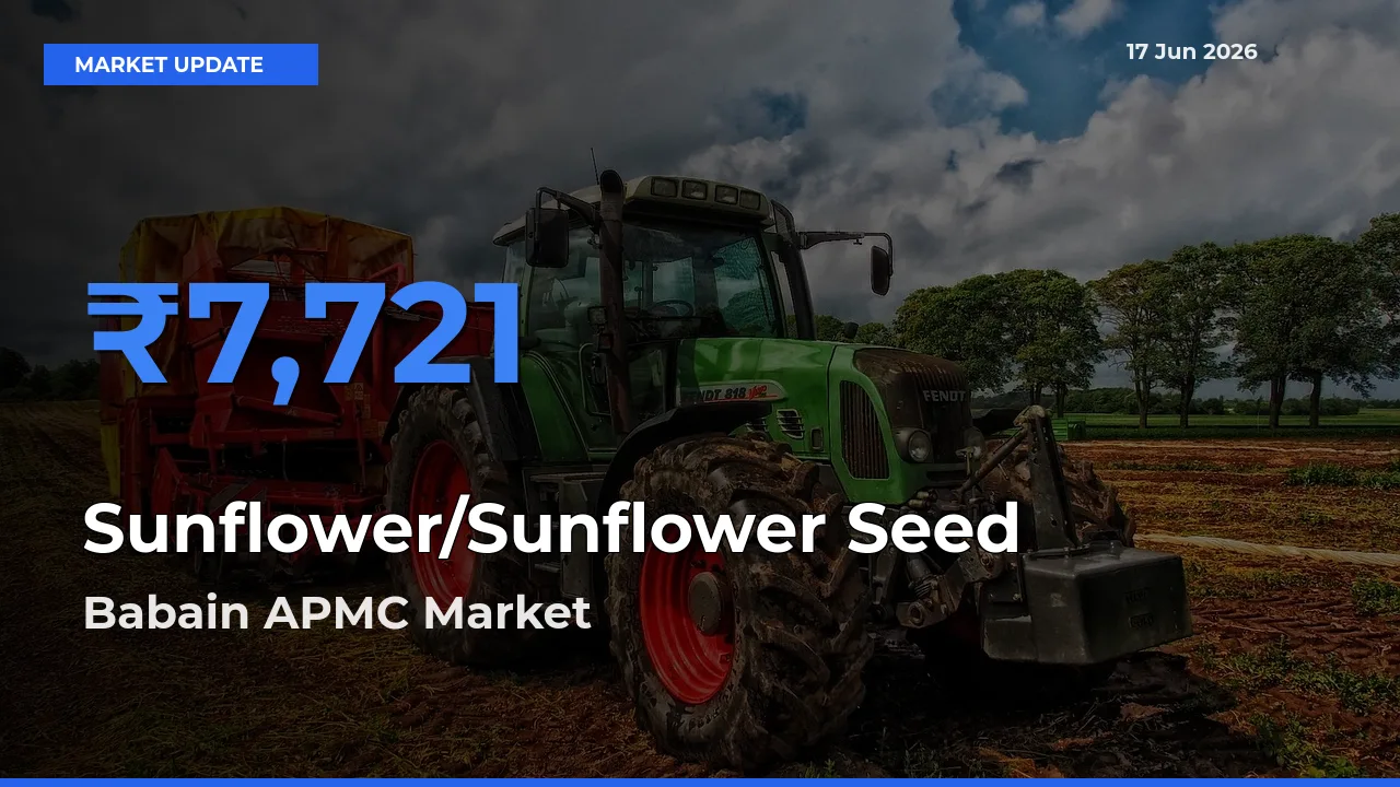 Babain APMC Tops Sunflower/Sunflower Seed Rates – June 17 Market Update
