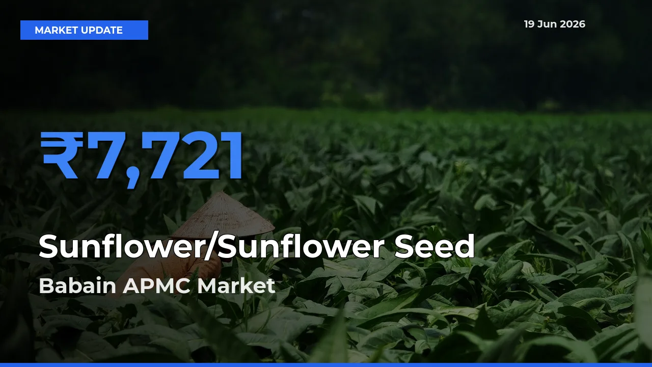 Babain APMC Emerges as Top Mandi for Sunflower/Sunflower Seed Prices Today