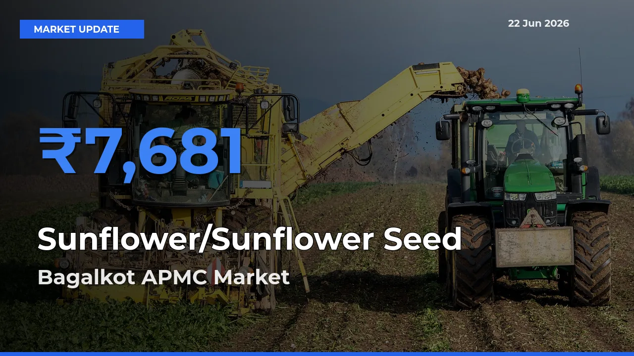 Market Watch: Bagalkot APMC Becomes Top Mandi for Sunflower/Sunflower Seed