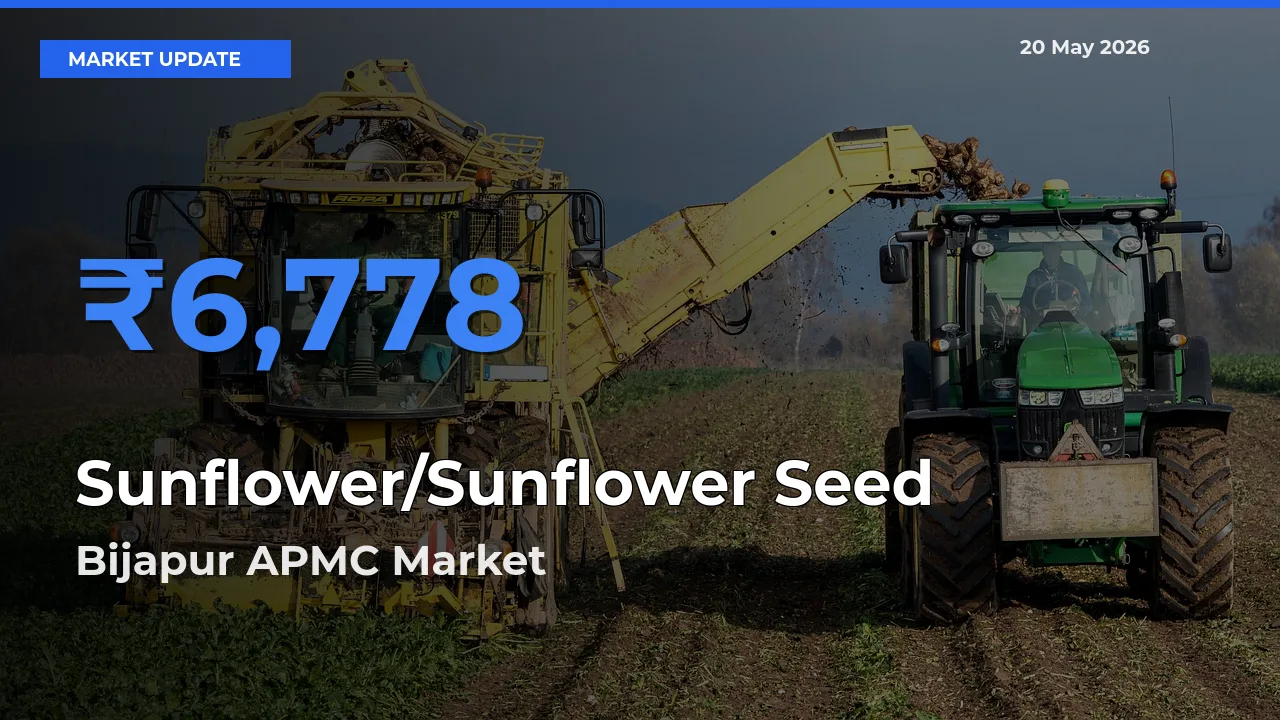 Bijapur APMC Offers ₹6,778 – Highest Sunflower/Sunflower Seed Rate Today