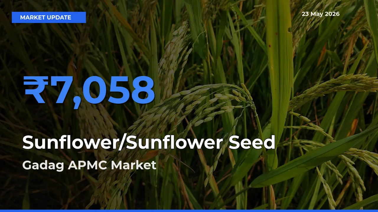 Gadag APMC Leads as Top Mandi for Sunflower/Sunflower Seed Prices