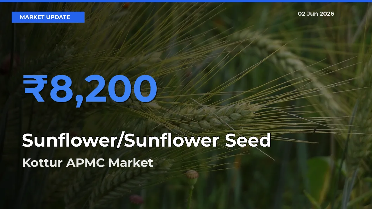Farmers Prefer Kottur APMC as Sunflower/Sunflower Seed Hits Highest Rate