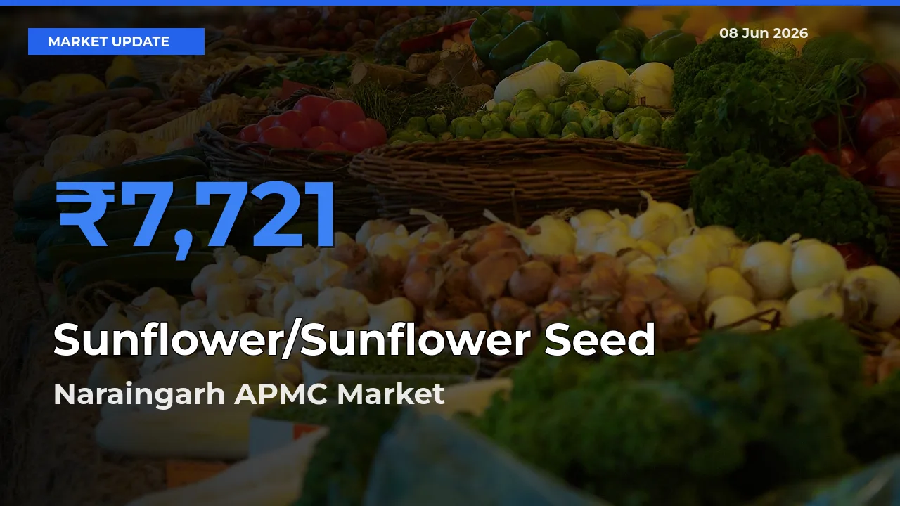 Naraingarh APMC Tops Sunflower/Sunflower Seed Rates – June 08 Market Update