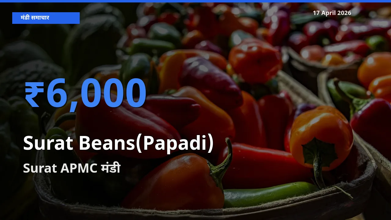 Surat APMC मंडी में सूरत बीन्स (पापड़ी) ₹6,000 पर पहुँचा – आज का सर्वोच्च भाव
