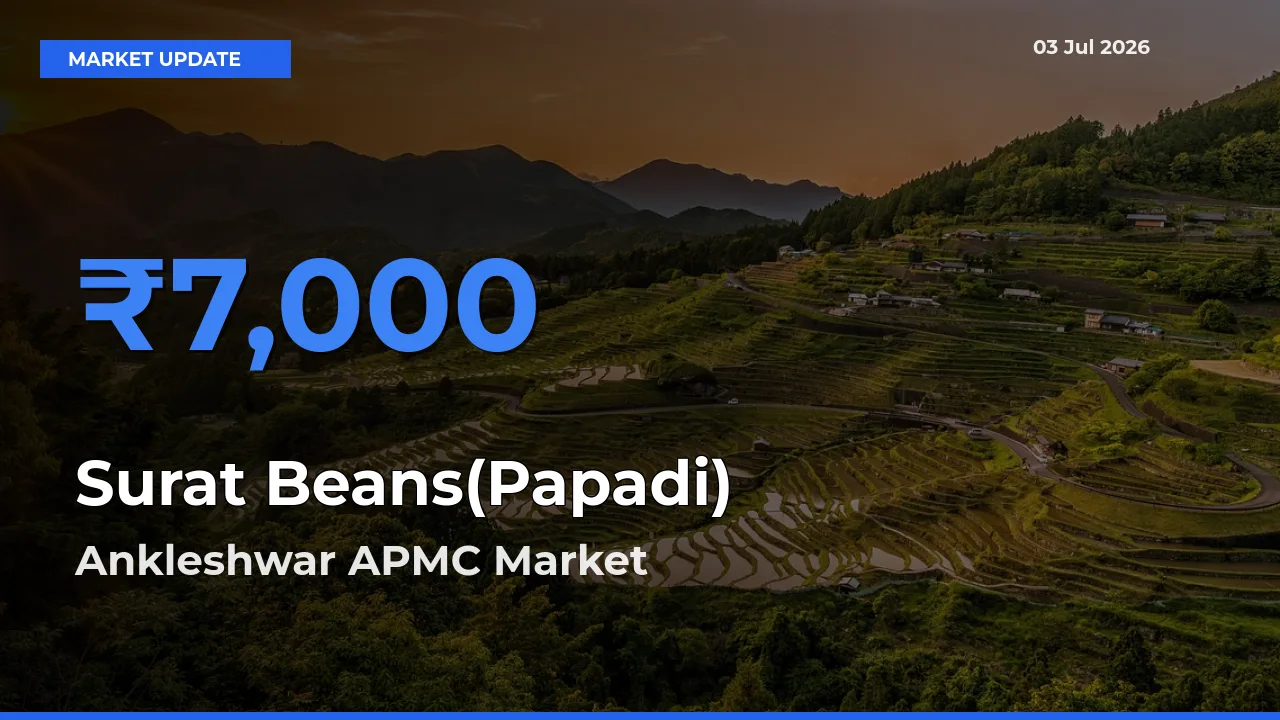 Surat Beans(Papadi) Mandi Rate Today: Ankleshwar APMC Tops the List