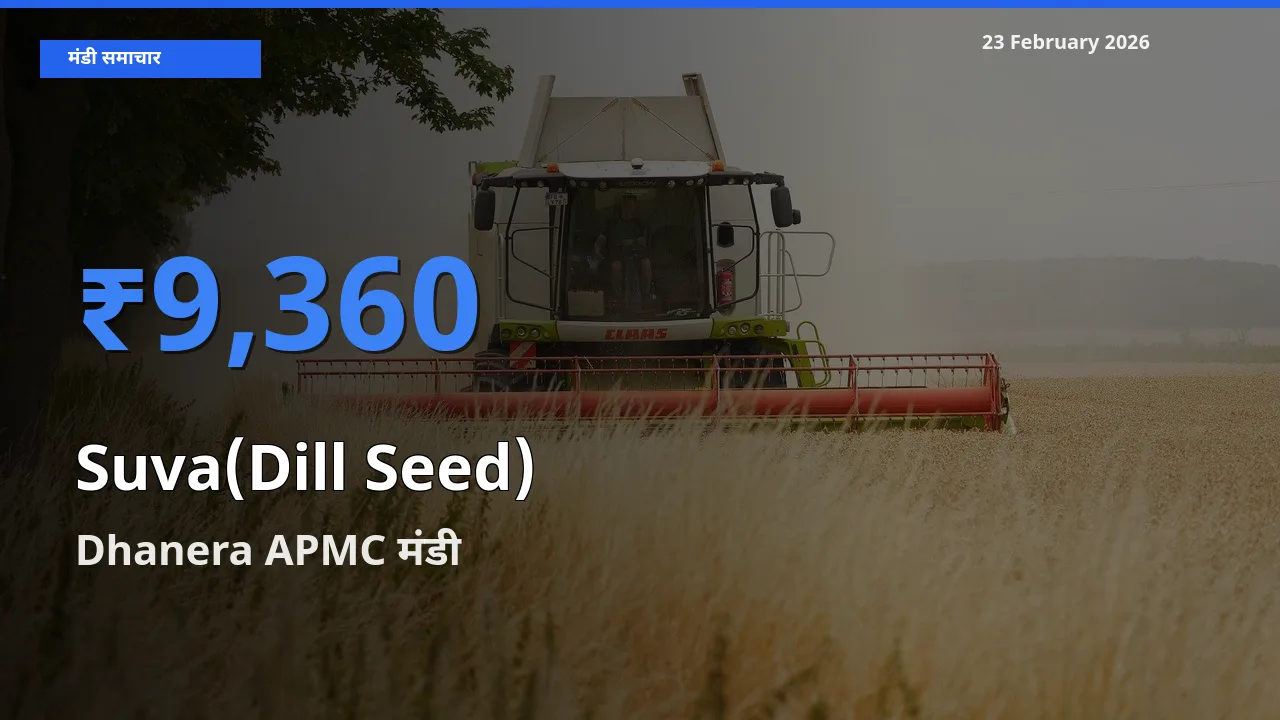 किसानों की पसंद बना Dhanera APMC, Suva(Dill Seed) के सबसे अच्छे दाम