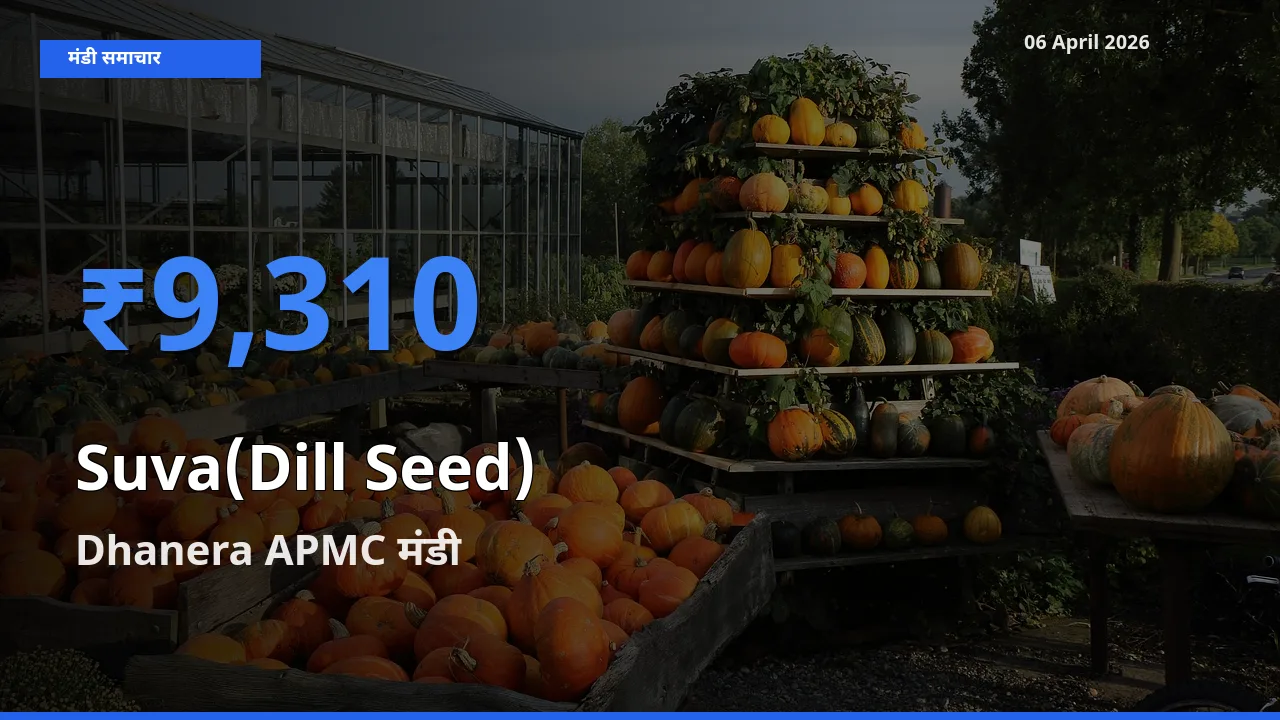 आज का मंडी भाव: सुवा (डिल सीड्स) के सबसे ज़्यादा दाम Dhanera APMC में