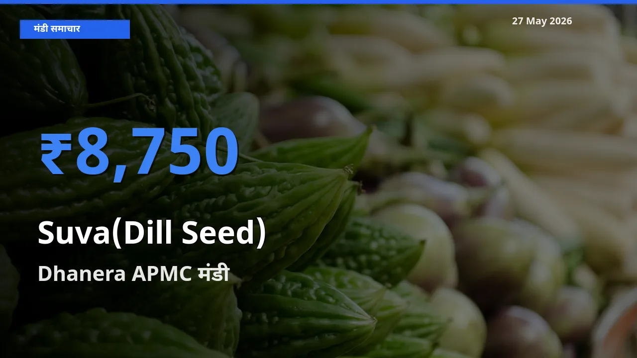 आज सुवा (डिल सीड्स) के सबसे ज़्यादा दाम Dhanera APMC मंडी में दर्ज