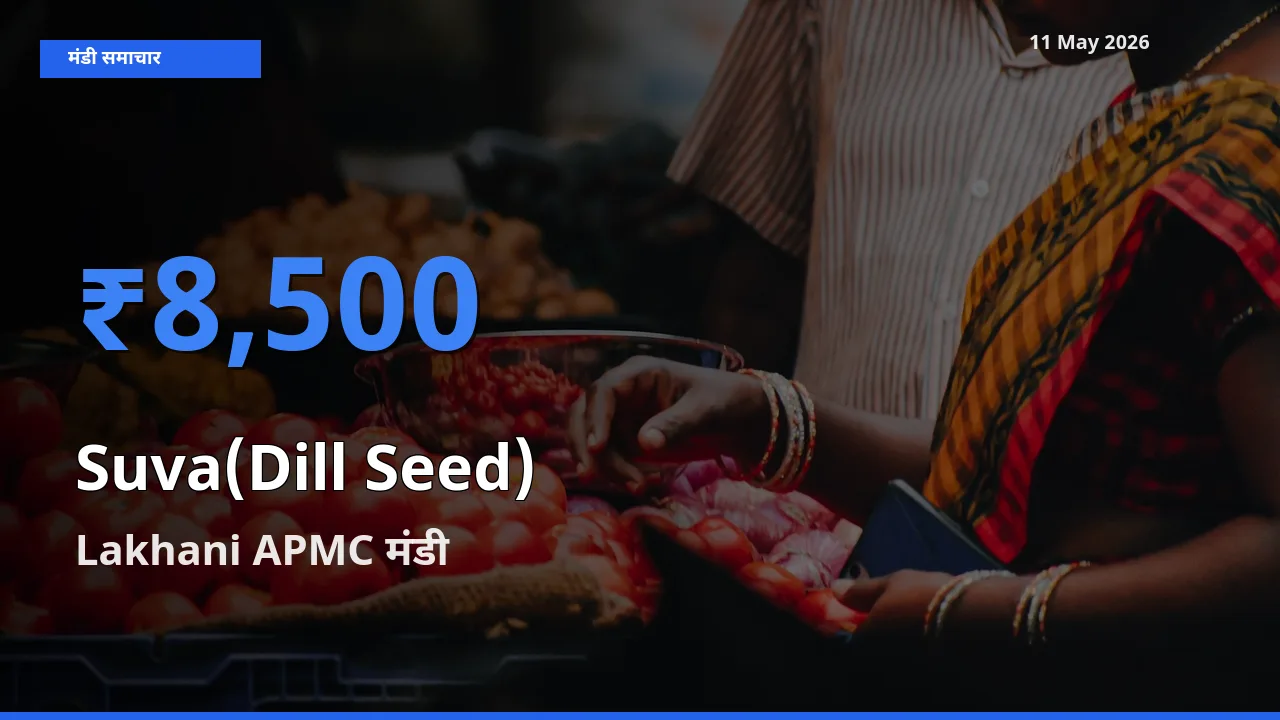 Lakhani APMC में सुवा (डिल सीड्स) का आज सबसे ऊँचा भाव