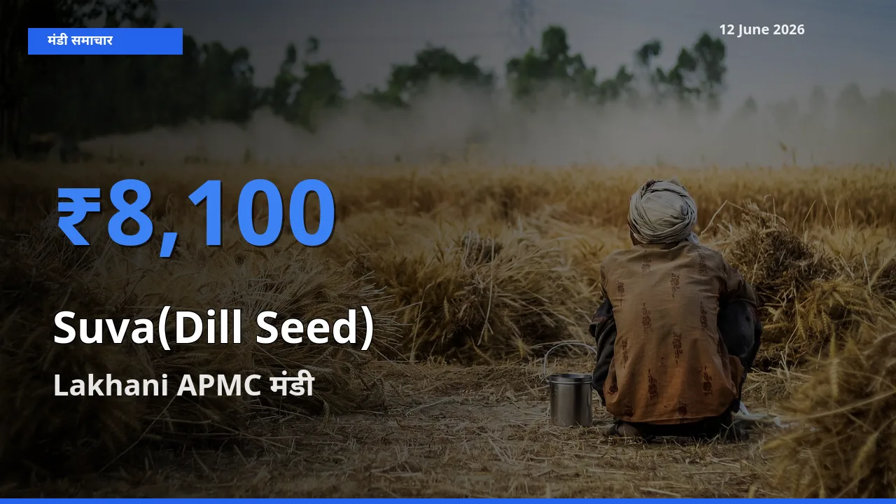 किसानों की पसंद बना Lakhani APMC, सुवा (डिल सीड्स) के सबसे अच्छे दाम