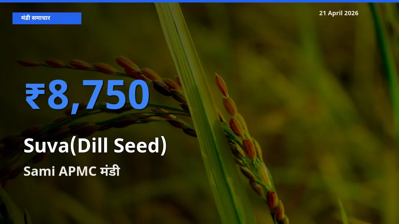 आज सुवा (डिल सीड्स) के सबसे ऊँचे दाम ₹8,750 Sami APMC मंडी में