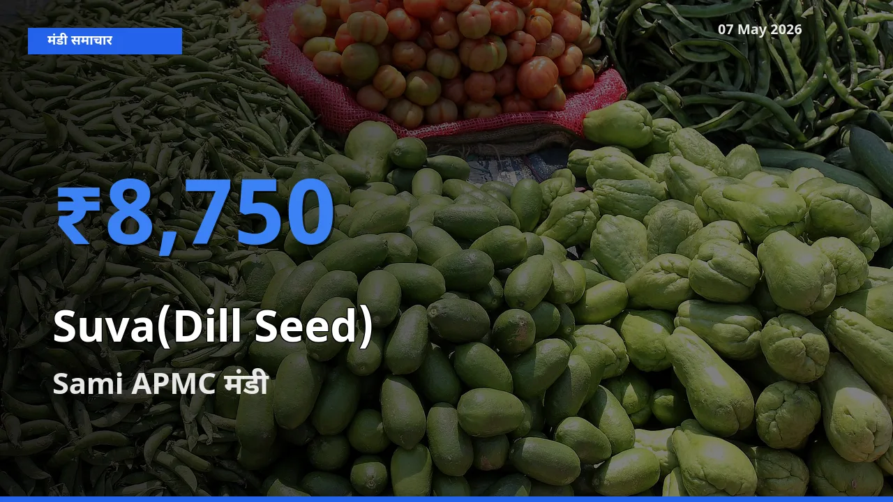 07 May अपडेट: सुवा (डिल सीड्स) के सबसे ऊँचे दाम Sami APMC मंडी में