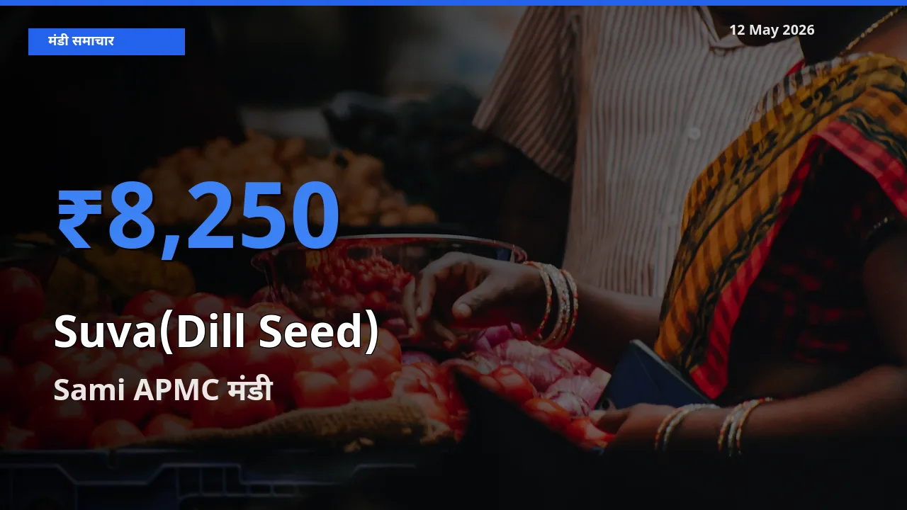 Sami APMC में सुवा (डिल सीड्स) का आज सबसे ऊँचा भाव