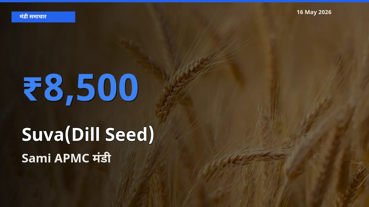 आज का मंडी भाव: सुवा (डिल सीड्स) के सबसे ज़्यादा दाम Sami APMC में