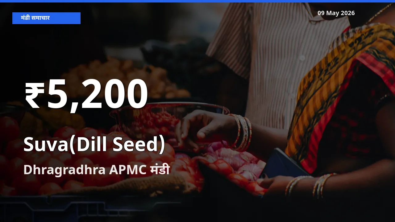 Dhragradhra APMC में सुवा (डिल सीड्स) के दाम 30 दिन के न्यूनतम स्तर पर, आज का मंडी भाव देखें
