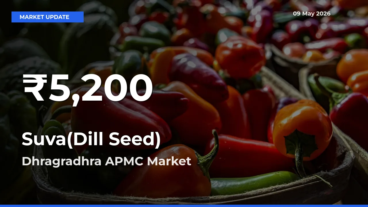Farmers Concerned as Suva(Dill Seed) Hits 30-Day Low in Dhragradhra APMC