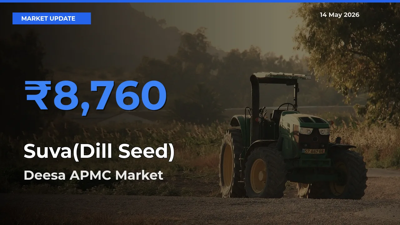 Farmers Prefer Deesa APMC as Suva(Dill Seed) Hits Highest Rate