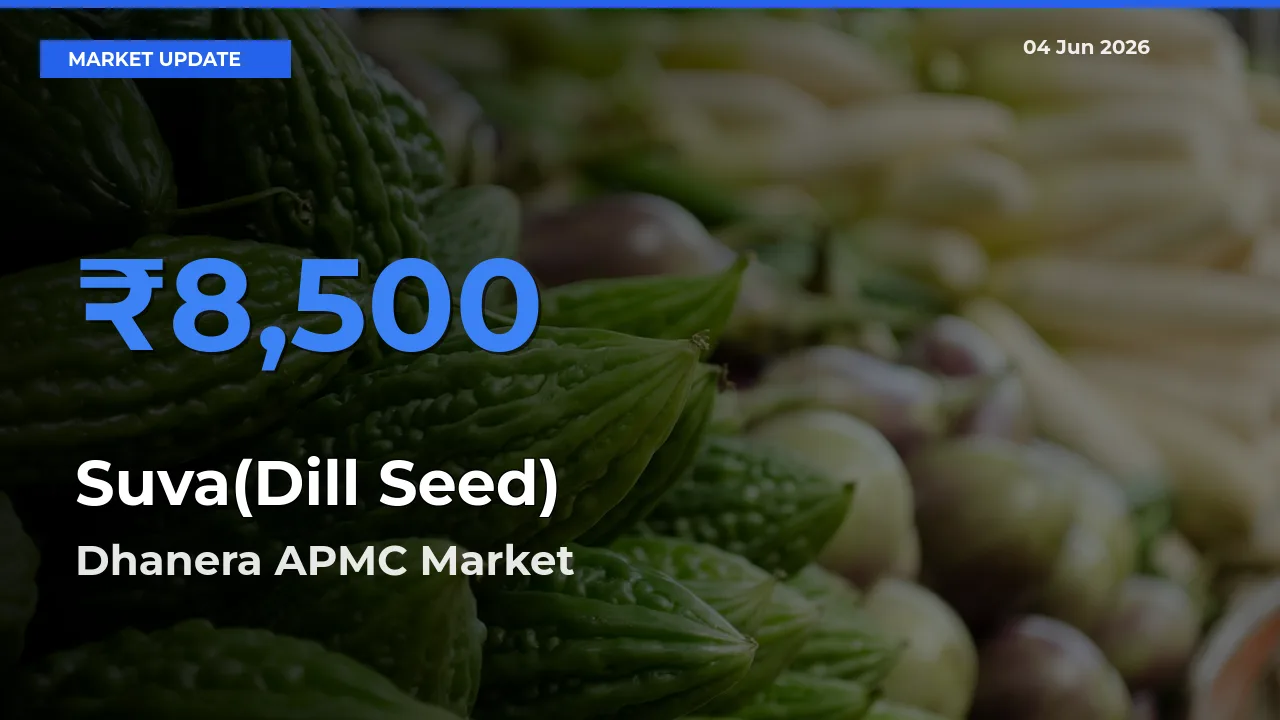 Dhanera APMC Offers ₹8,500 – Highest Suva(Dill Seed) Rate Today