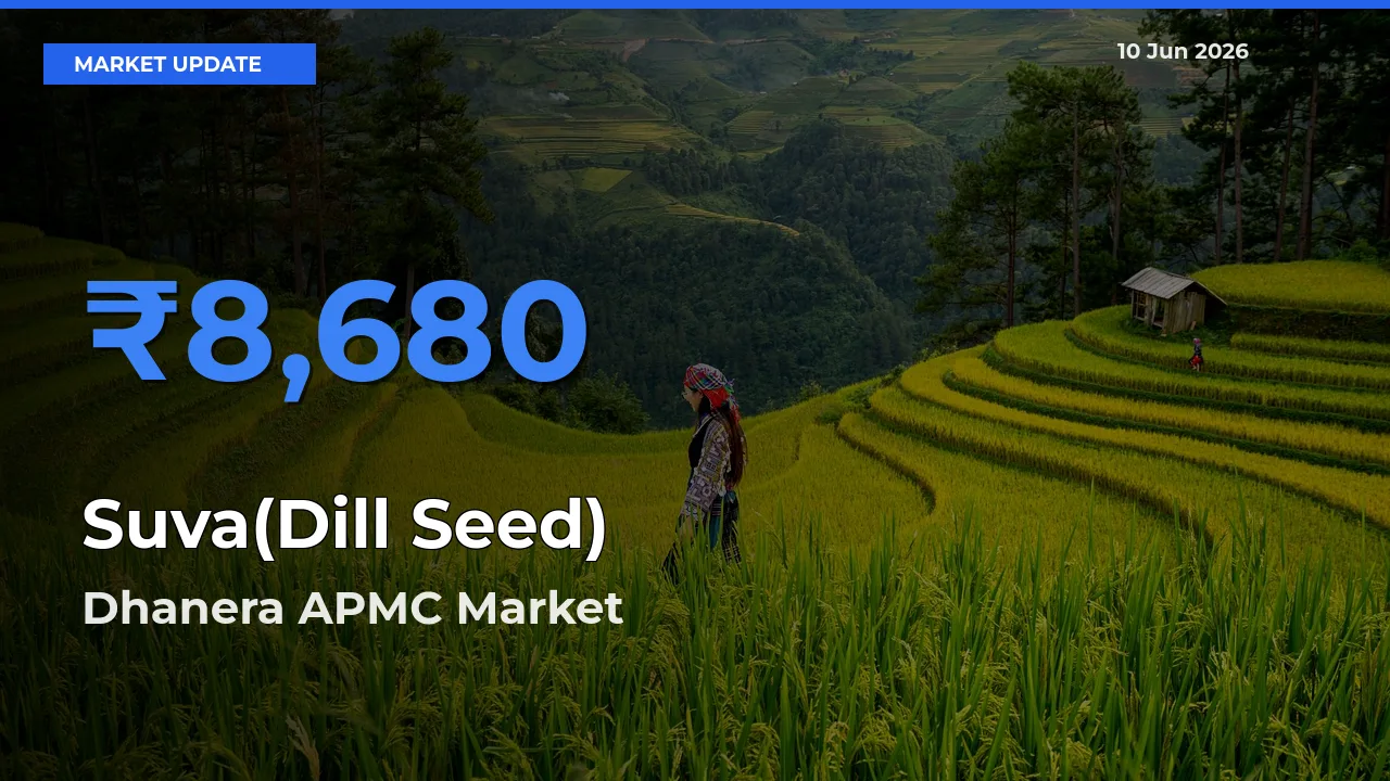 Dhanera APMC Tops Suva(Dill Seed) Rates – June 10 Market Update