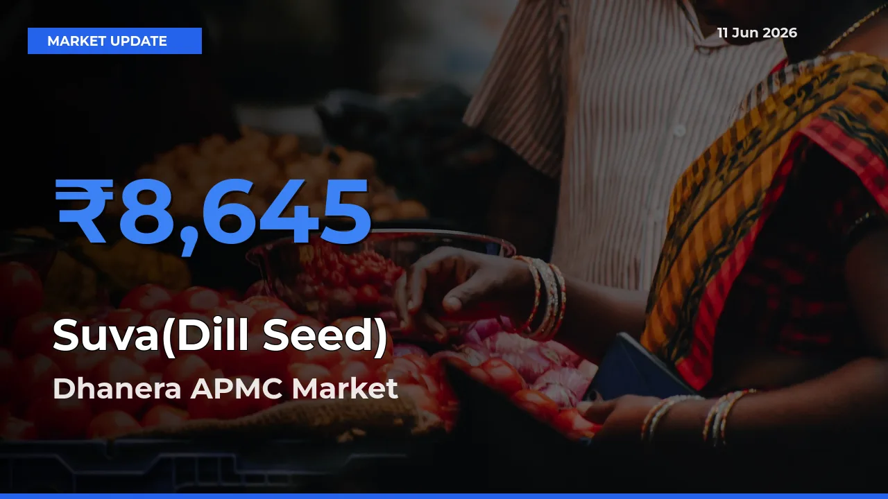 Dhanera APMC Leads as Top Mandi for Suva(Dill Seed) Prices