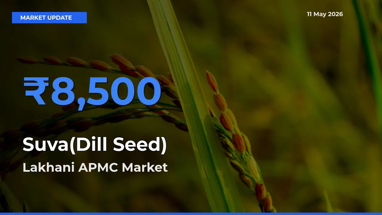 Top Performer! Lakhani APMC Offers Best Suva(Dill Seed) Price Today