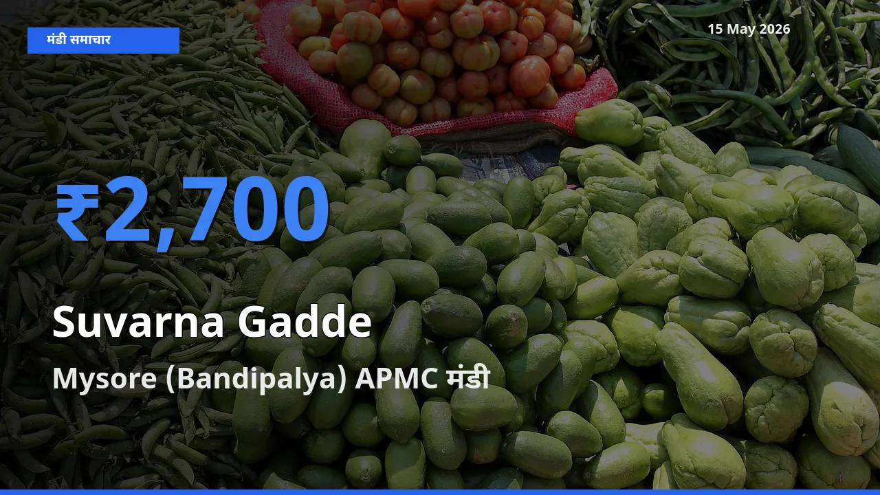किसानों की पसंद बना Mysore (Bandipalya) APMC, सुवर्णा गद्दे(सूरन) के सबसे अच्छे दाम