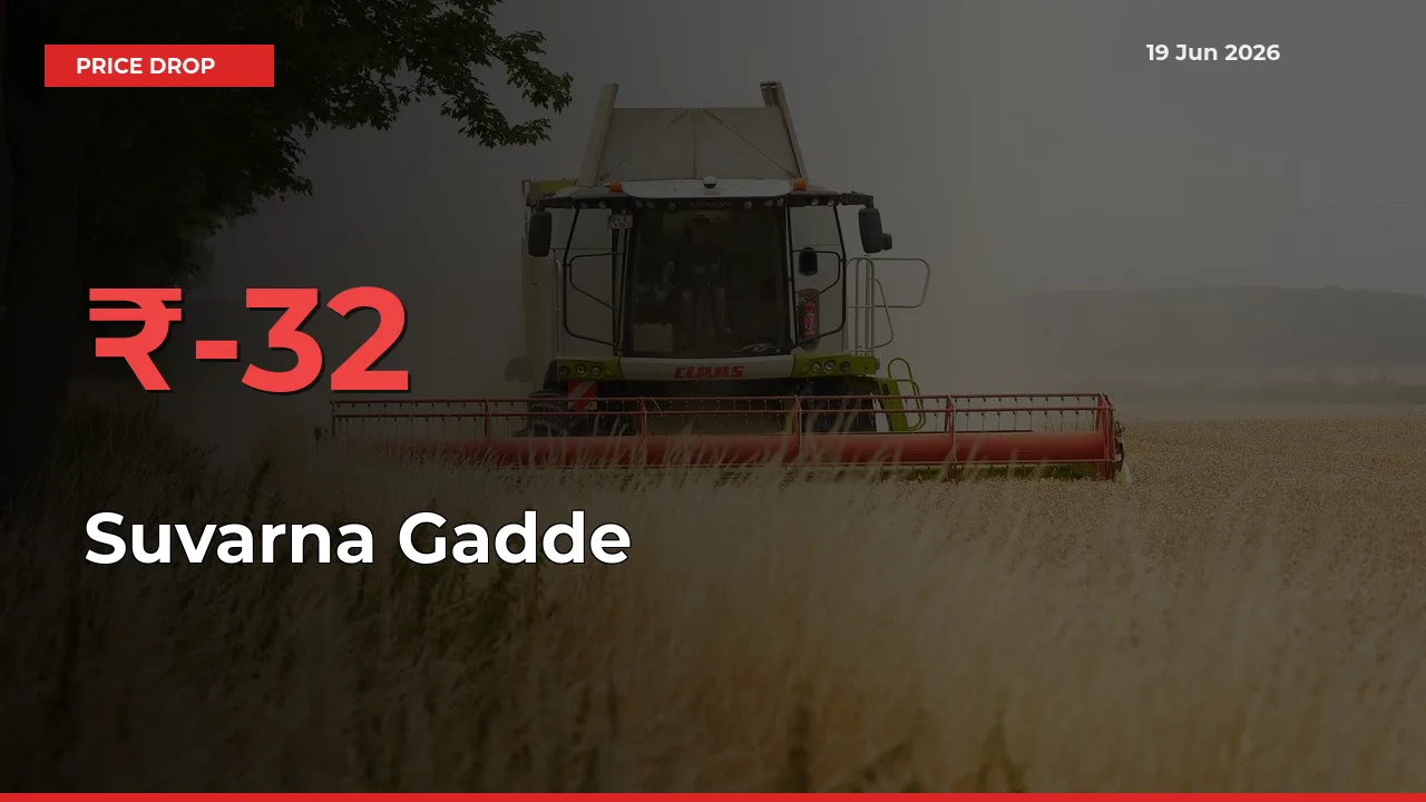 Why Suvarna Gadde Prices Fell 32.08% in a Day at Mandis