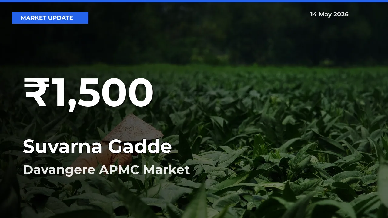 Suvarna Gadde Prices Touch 30-Day Low in Davangere APMC – May 14 Update