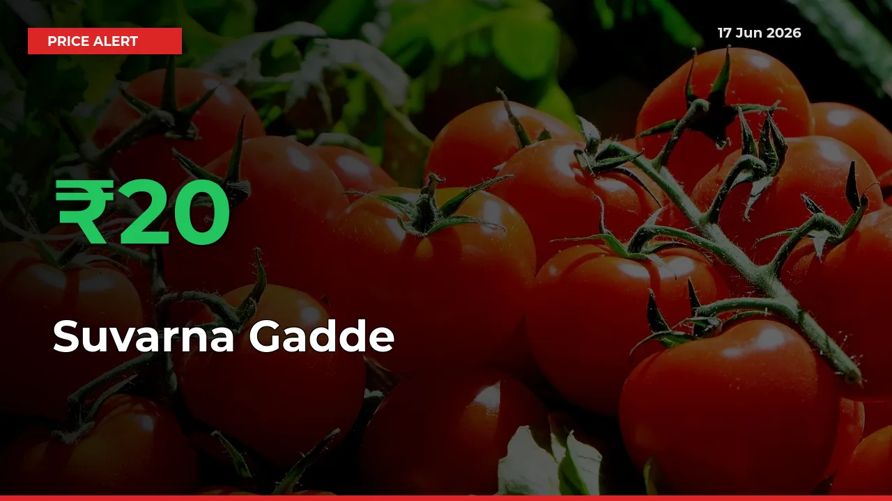 This Mandi Records 19.59% Jump in Suvarna Gadde Prices
