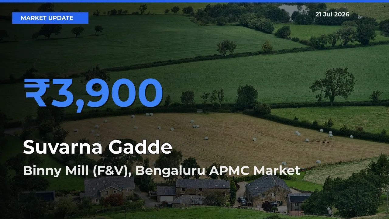 Binny Mill (F&V), Bengaluru APMC Tops Suvarna Gadde Rates – July 21 Market Update