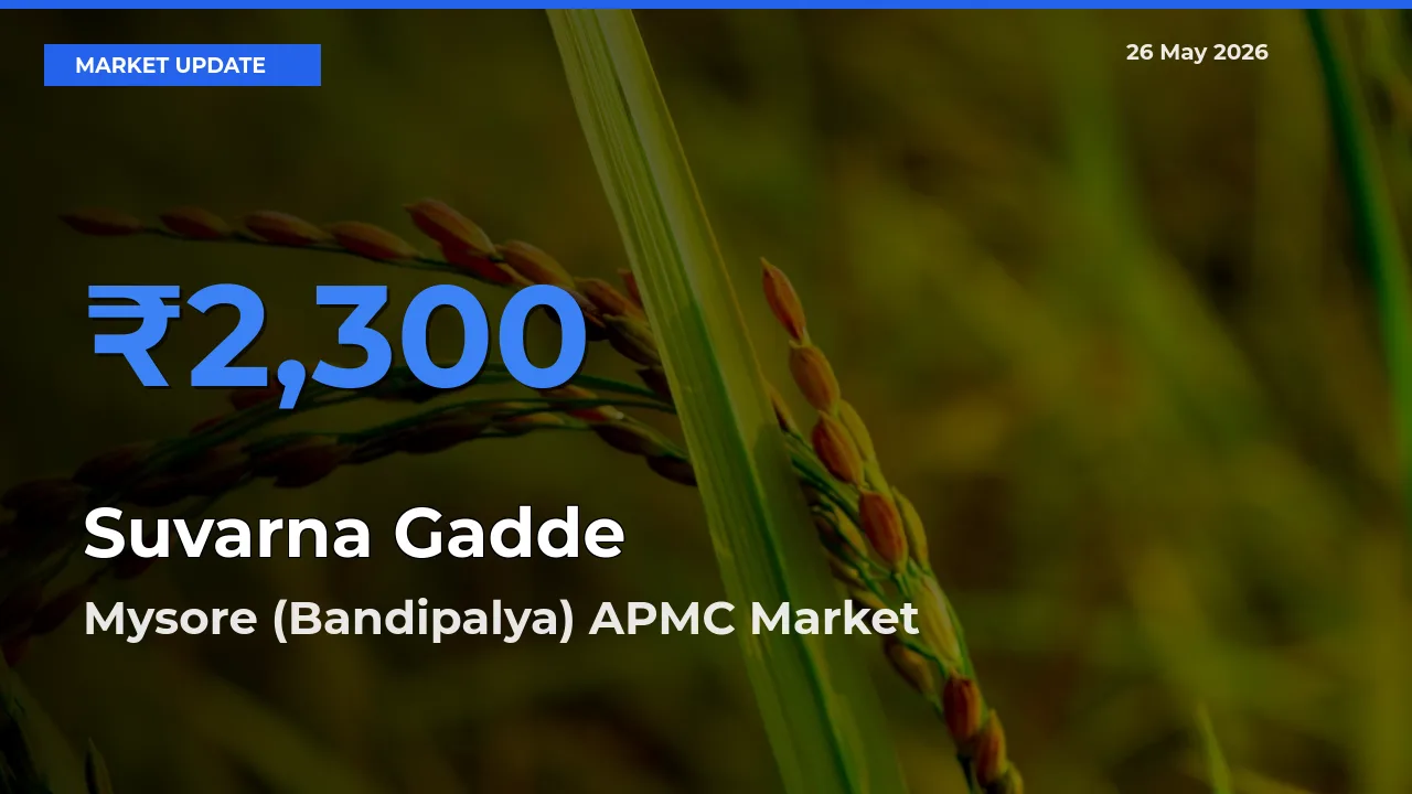 Mysore (Bandipalya) APMC Offers ₹2,300 – Highest Suvarna Gadde Rate Today