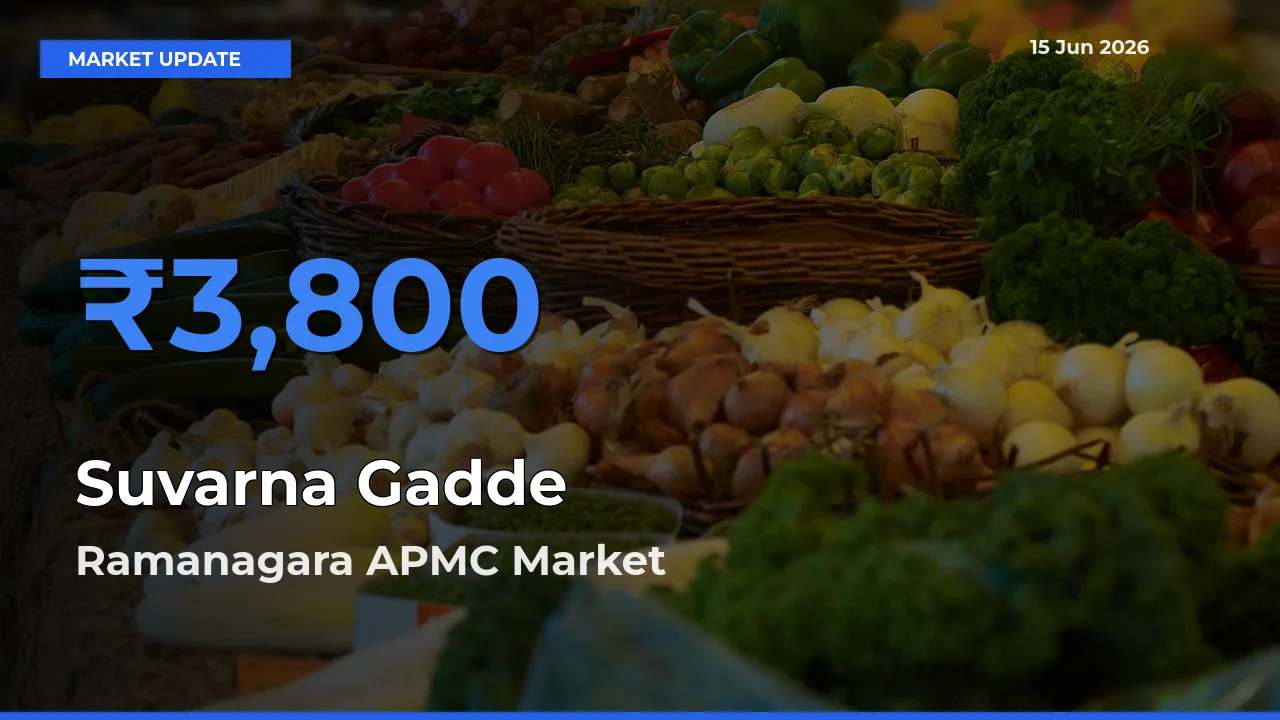 Top Performer! Ramanagara APMC Offers Best Suvarna Gadde Price Today