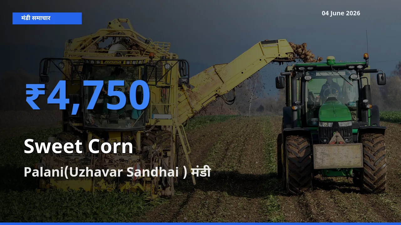आज का मंडी भाव: स्वीट कॉर्न के सबसे ज़्यादा दाम Palani(Uzhavar Sandhai ) में