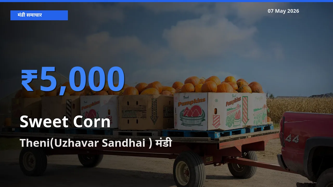 बाज़ार संकेत: Theni(Uzhavar Sandhai ) बना स्वीट कॉर्न के लिए आज की टॉप मंडी