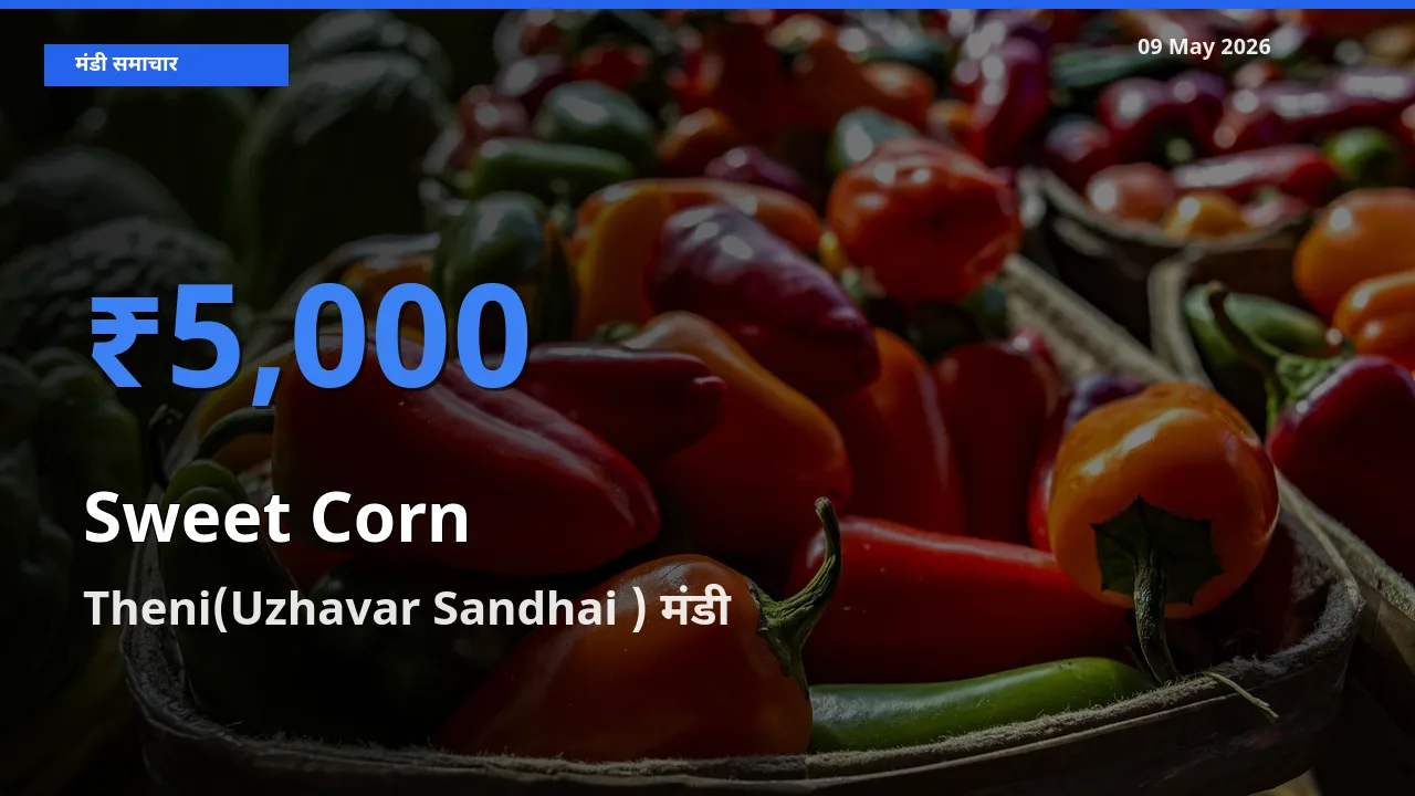 आज का मंडी भाव: स्वीट कॉर्न के सबसे ज़्यादा दाम Theni(Uzhavar Sandhai ) में