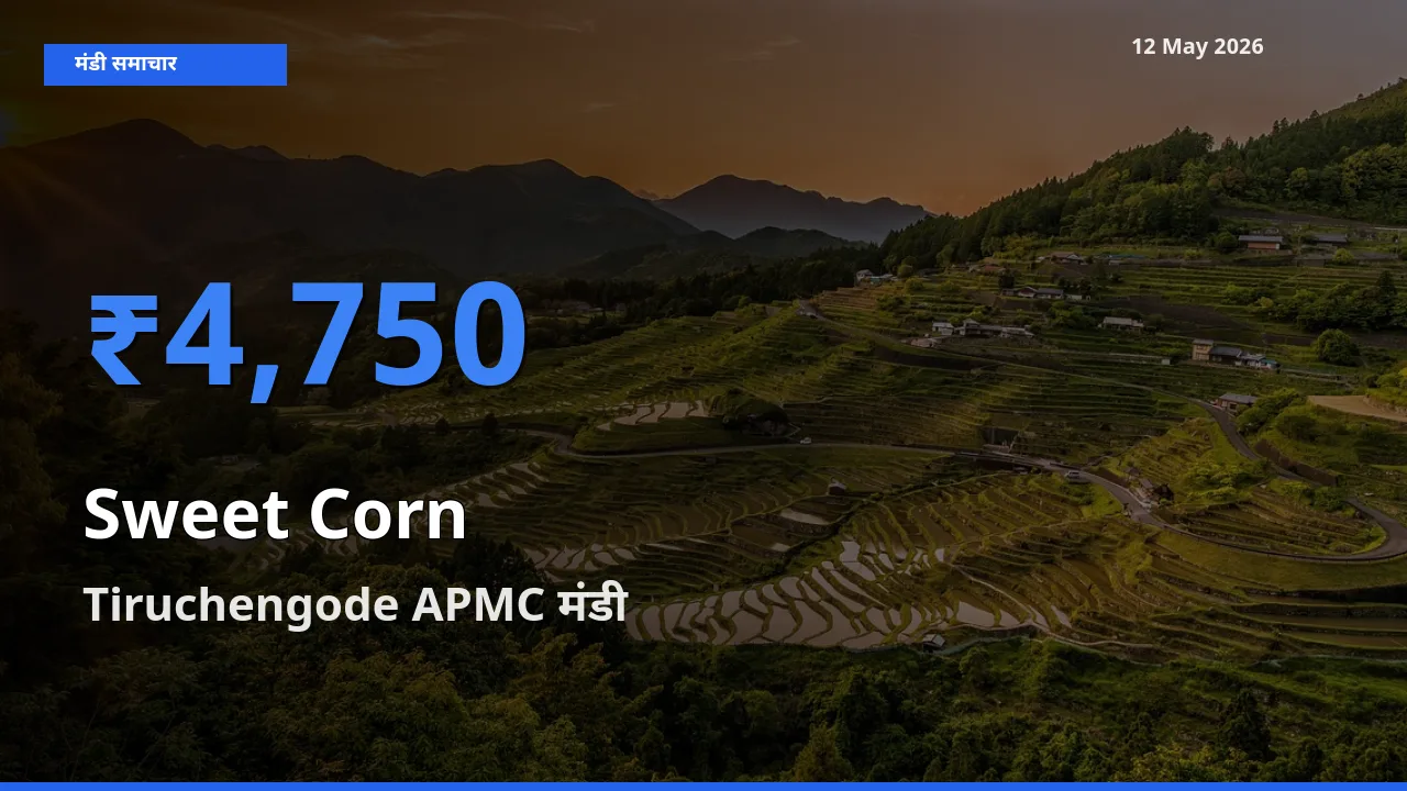किसानों की पसंद बना Tiruchengode APMC, स्वीट कॉर्न के सबसे अच्छे दाम