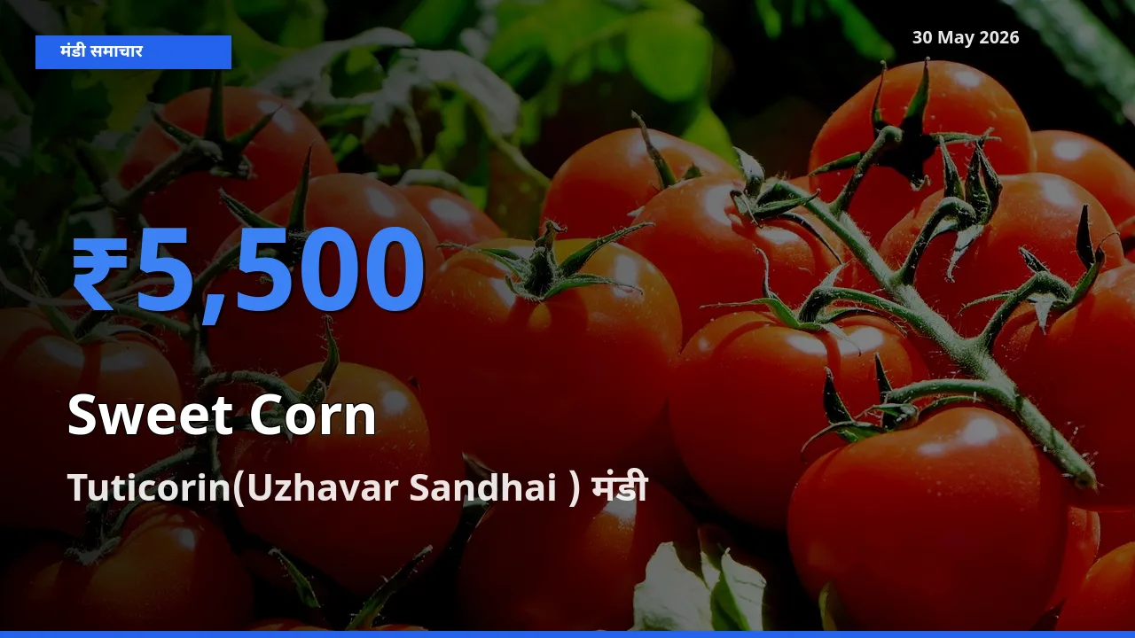 आज स्वीट कॉर्न के सबसे ऊँचे दाम ₹5,500 Tuticorin(Uzhavar Sandhai ) मंडी में