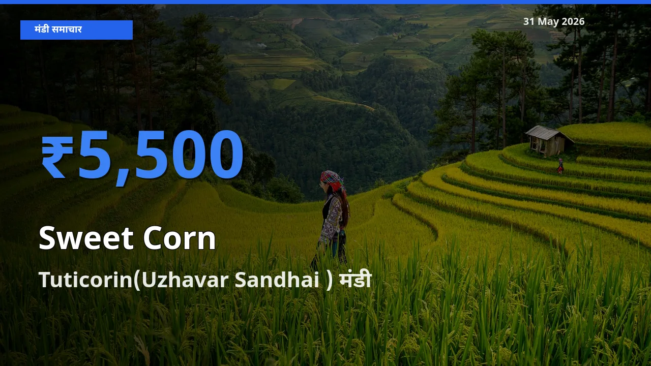 टॉप मंडी बना Tuticorin(Uzhavar Sandhai )! स्वीट कॉर्न के सबसे ऊँचे दाम यहीं दर्ज