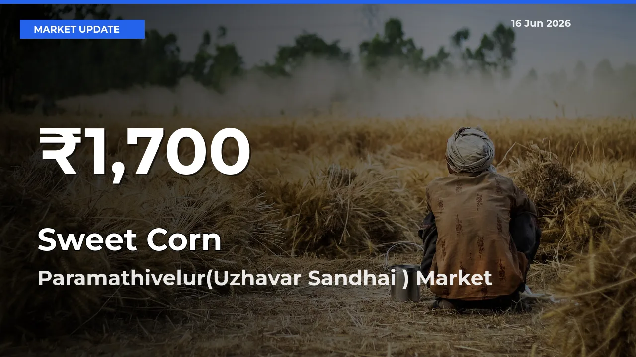 Farmers Concerned as Sweet Corn Hits 30-Day Low in Paramathivelur(Uzhavar Sandhai )