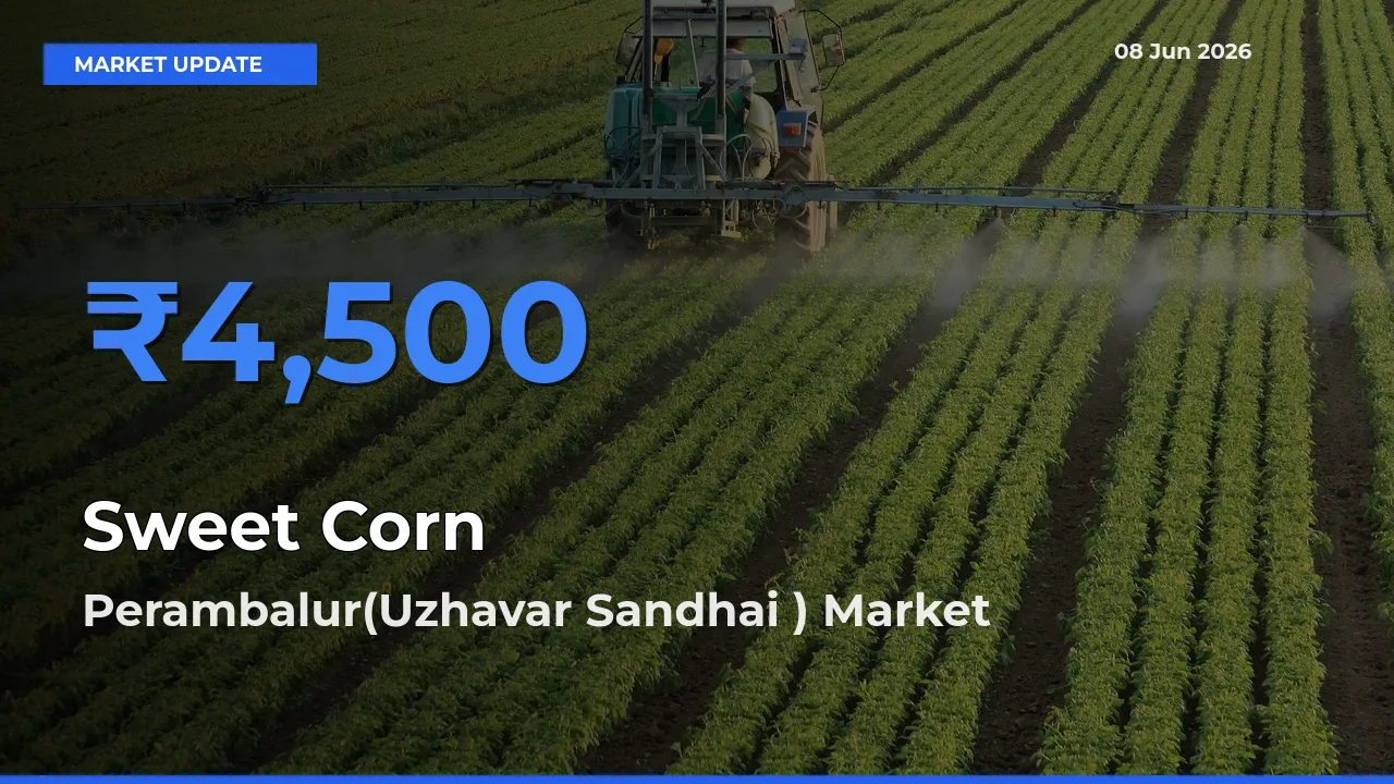 Perambalur(Uzhavar Sandhai ) Leads as Top Mandi for Sweet Corn Prices
