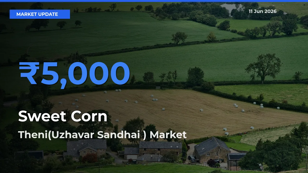 Theni(Uzhavar Sandhai ) Emerges as Top Mandi for Sweet Corn Prices Today