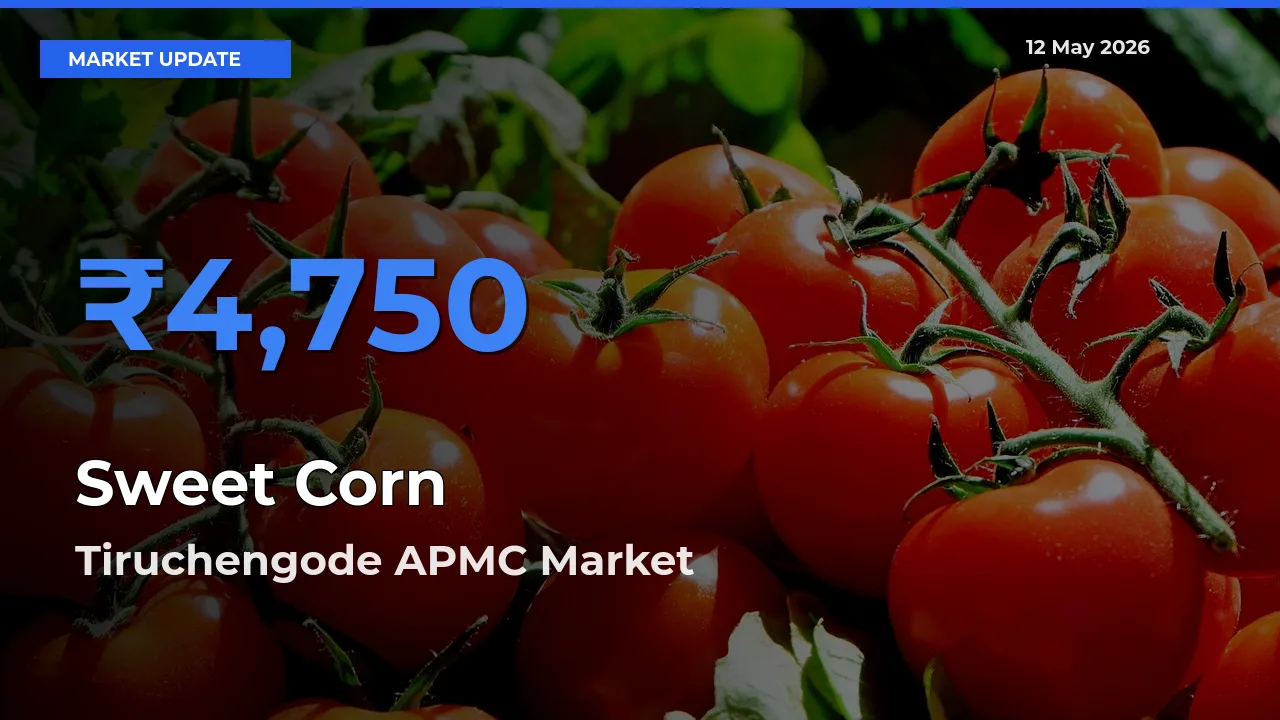 Farmers Prefer Tiruchengode APMC as Sweet Corn  Hits Highest Rate