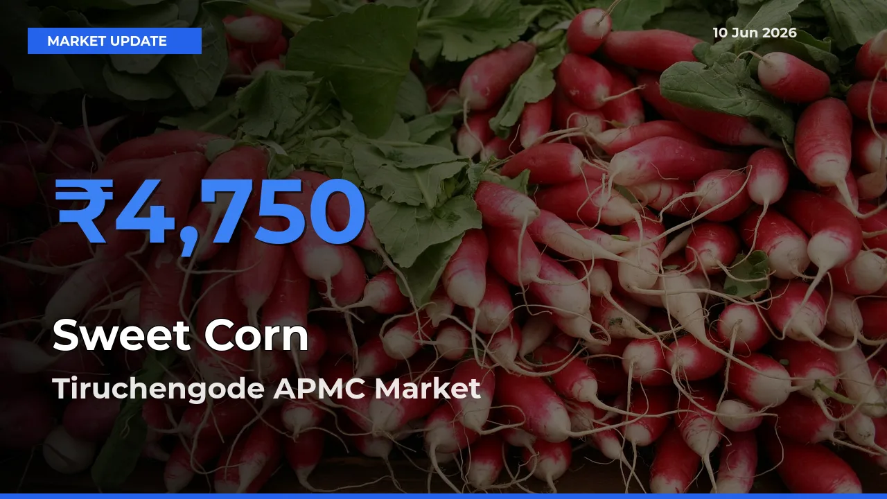 Market Watch: Tiruchengode APMC Becomes Top Mandi for Sweet Corn